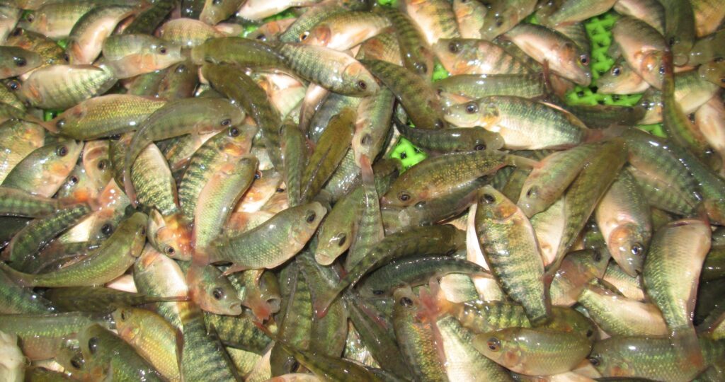 Dispensadores automatizados en el Río Coatzacoalcos: la lucha mecatrónica contra el desabasto de peces tilapia 2