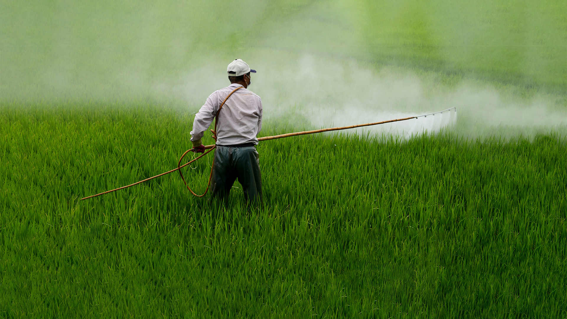 Glifosato: avanza el decreto presidencial para prescindir del herbicida